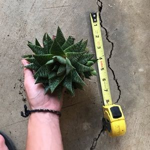 Live Haworthia bare root succulent cactus babe